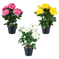 B&M Zinnia Plant Pot - Yellow -Big Brand Store 392826 zinnia in pot group