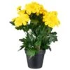 B&M Zinnia Plant Pot - Yellow 2 B&M Zinnia Plant Pot - Yellow -Big Brand Store 392826 zinnia in pot yellow