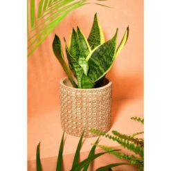 Big Brand Store 14 Big Brand Store -Big Brand Store 393646 woven effect ceramic planter 2